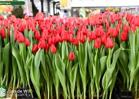 Tulipa Prague (1)